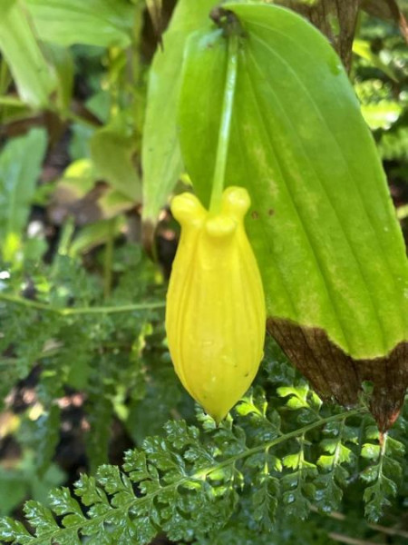 Tricytis macrantha, Foto vom 23.9. (© Spender 49)