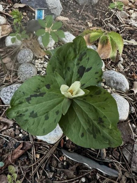 Trillium albidum, Foto vom 20.4. (© Spender 49)