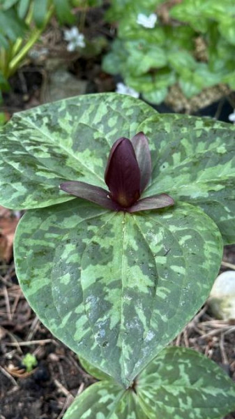 Trillium cuneatum, Foto vom 20.4. (© Spender 49)