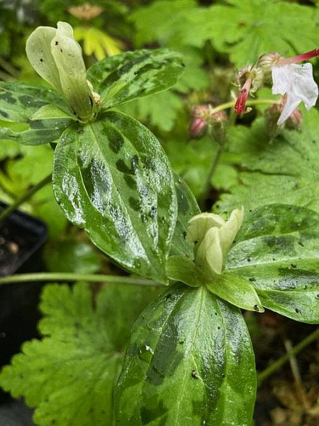 Trillium discolor, Foto vom 31.5. (© Spender 49)