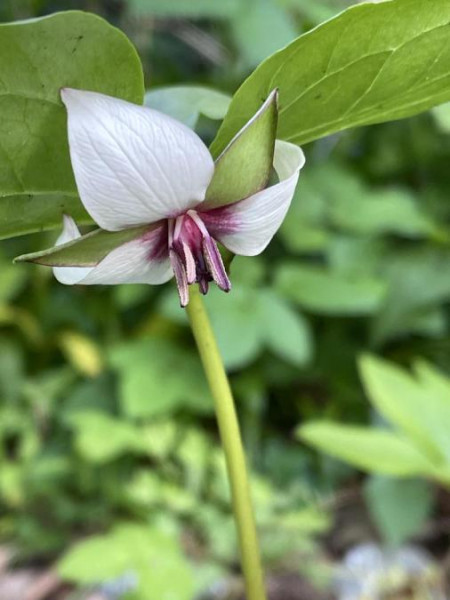 Trillium rugelii, Foto vom 30.4. (© Spender 49)
