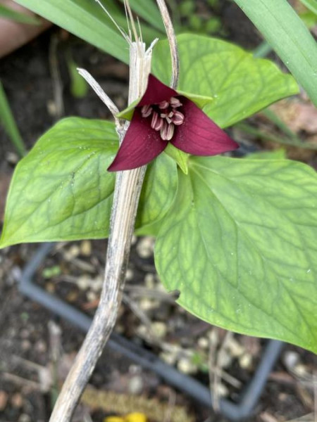 Trillium sulcatum, Foto vom 30.4. (© Spender 49)