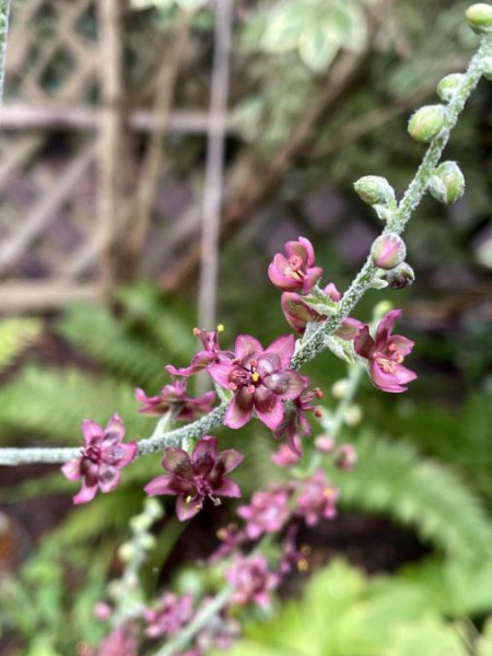 Veratrum schindleri, Foto vom 9.9. (© Spender 49)