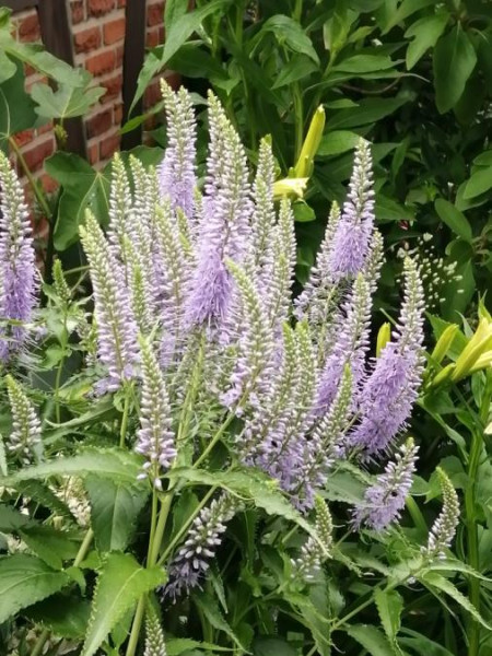 Veronica ovata ssp. kiusiana, Foto vom 16.6. (© Spender 464)