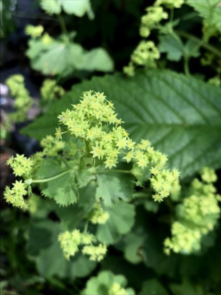 Alchemilla epipsila, Foto vom 18. 6. (© Spender 49) 