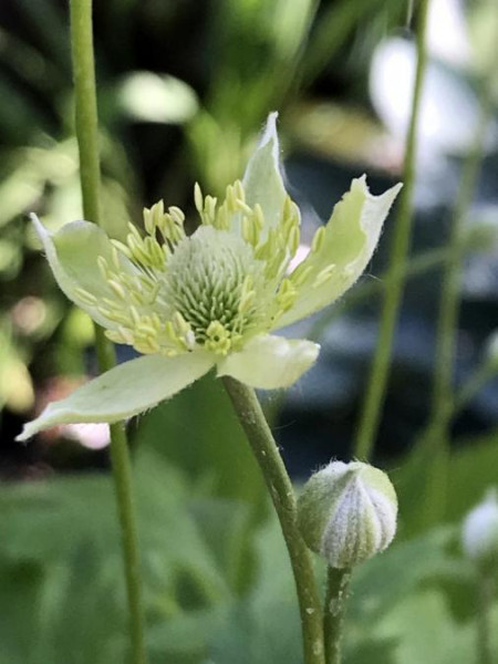 Anemone altaica, Foto vom 27. 6. (© Spender 49)