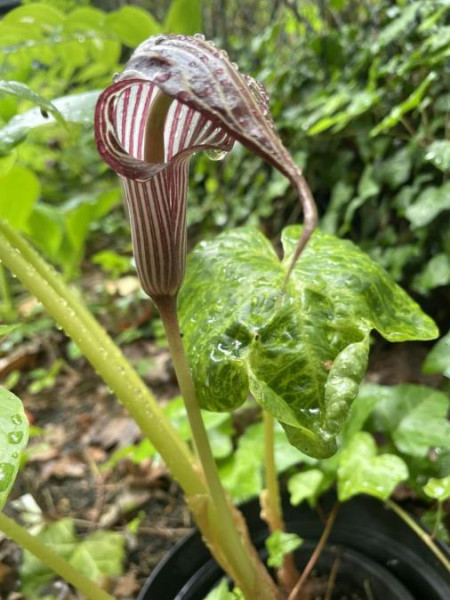 Arisaema franchetianum, Foto vom 13. 6. (© Spender 49) 