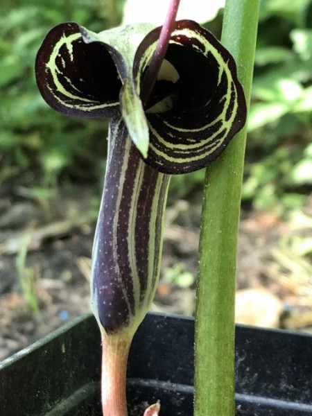 Arisaema kiushianum, Foto vom 19. 5. (© Spender 49)