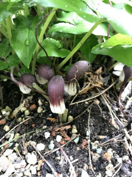 Arisarum proboscideum, Foto vom 10.5. (© Spender 49)