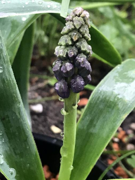 Bellevalia glauca, Foto vom 13.5. (© Spender 49)