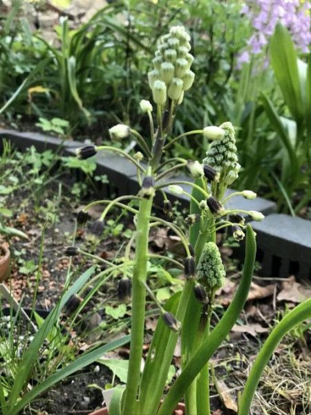 Bellevalia speciosa, Foto vom 10.5. (© Spender 49)