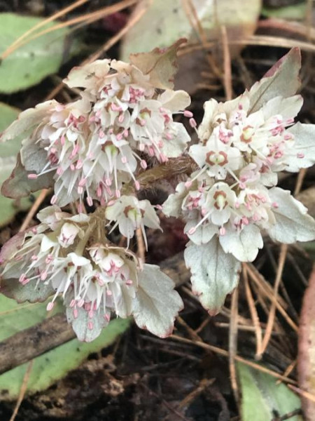 Chrysosplenium macrophyllum, Foto vom 5.2. (© Spender 49)