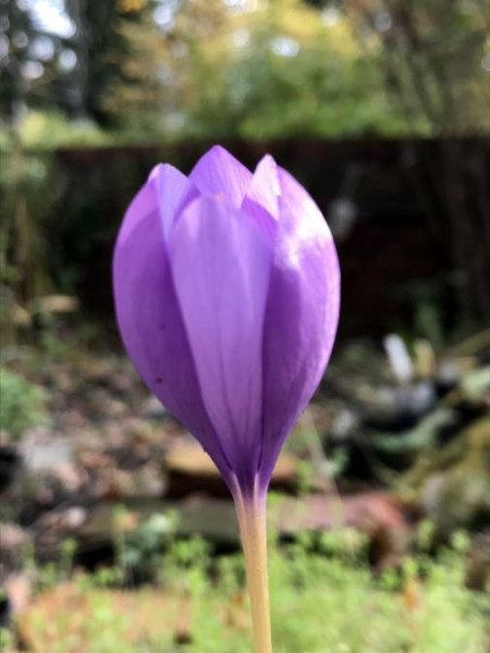 Crocus nudiflorus, Foto vom 27.10. ( Spender 49) 