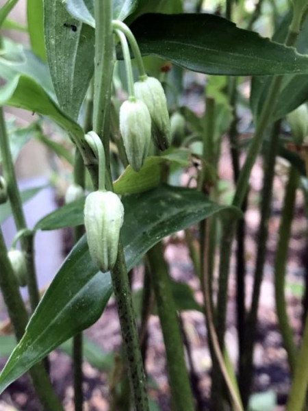 Disporum leucanthum, Foto vom 31.5. (© Spender 49)