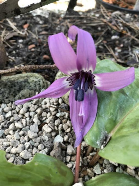 Erythronium japonicum, Foto vom 10.4. (© Spender 49) 