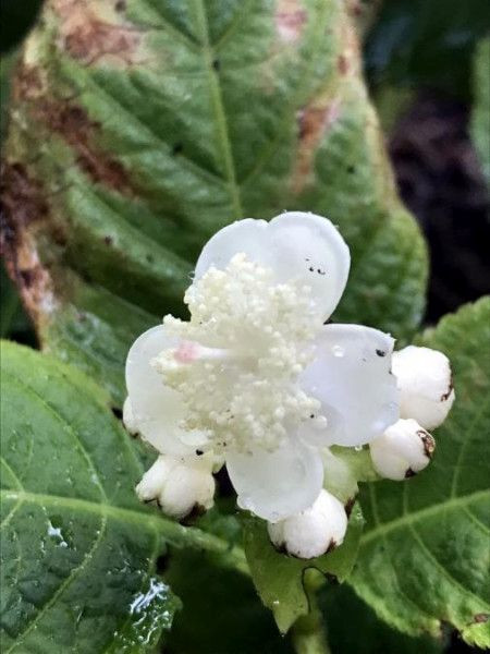 Hydrangea bifida, Foto vom 22.7. (© Spender 49)