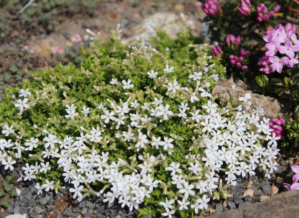 Phlox condensata subsp. covillei, Foto vom 24. 6. (© Spender 55)