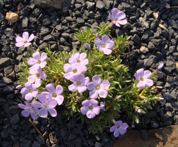 Phlox pulvinata, Foto vom 8.4. (© Spender 55)