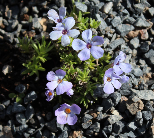 Phlox subulata, Foto vom 28.4. (© Spender 55)