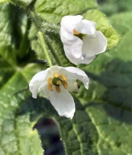 Podophyllum grayi, Foto vom 24.4. (© Spender 49)