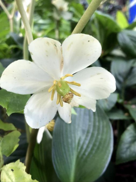 Podophyllum peltatum, Foto vom 4.6. (© Spender 49) 