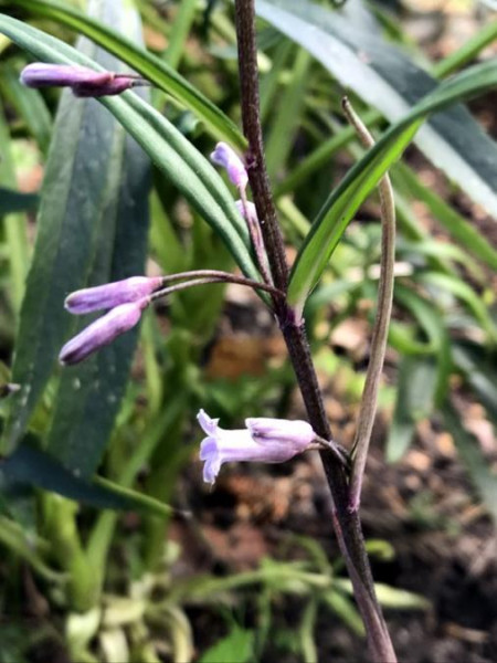 Polygonatum cirrhifolium, Foto vom 14.6. (© Spender 49)