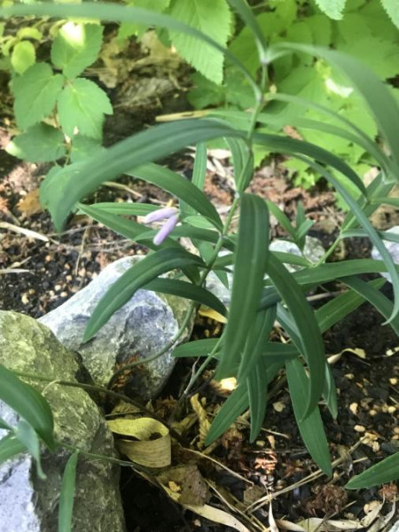 Polygonatum curvistylum, Foto vom 19.6. (© Spender 49)