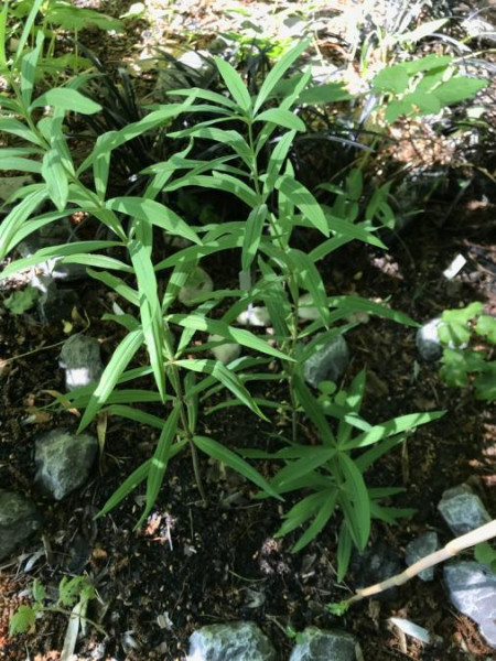 Polygonatum zanlanscianense, Foto vom 14.6. (© Spender 49) 