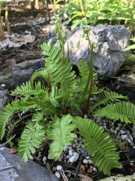 Pteridophyllum racemosum, Foto vom 25.4. (© Spender 49)