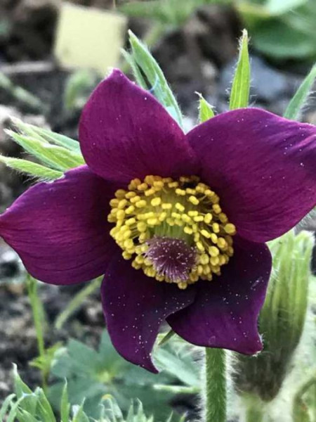 Pulsatilla grandis, Foto vom 28.4. ( Spender 49)