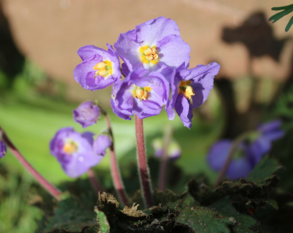 Ramonda nathaliae, Foto vom 9.4. (© Spender 55)
