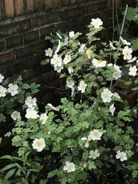 Rosa spinosissima, Foto vom 28.5. (© Spender 49)