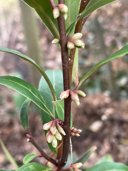 Sarcococca saligna, Foto vom 8.1. (© Spender 49)