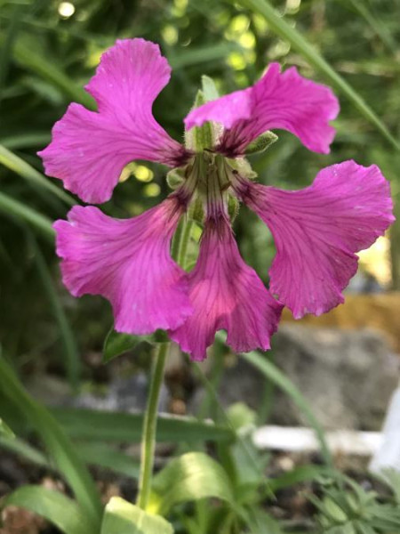 Silene elisabethae, Foto vom 27.7. (© Spender 49)