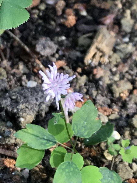 Thalictrum kiusianum, Foto vom 18.6. (© Spender 49)