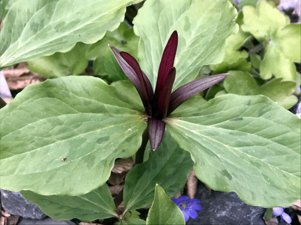 Trillium sessile, Foto vom 13.4. ( Spender 49) 