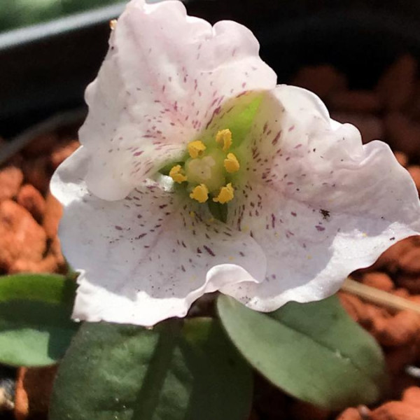 Pseudotrillium rivale, Foto vom 26.4. (© Spender 49) 