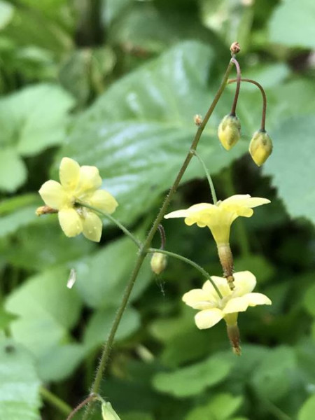 Vancouveria chrysantha, Foto vom 13.6. (© Spender 49)