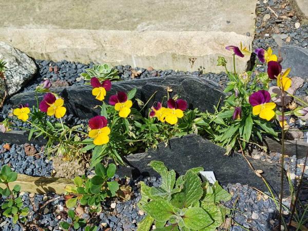 Viola cornuta Sorte, Foto vom 5.9. (© Spender 55)