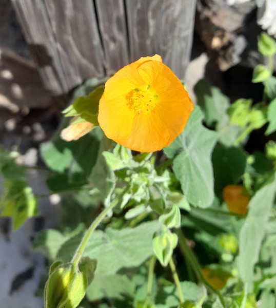 Abutilon grandifolium, Foto vom 27.2. auf LaPalma (© Spender 55)