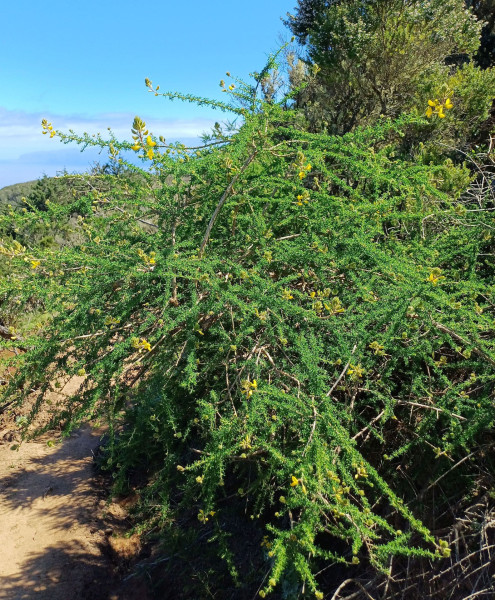 Adenocarpus foliolosus, Foto vom 3.3. auf La Gomera (© Spender 55)