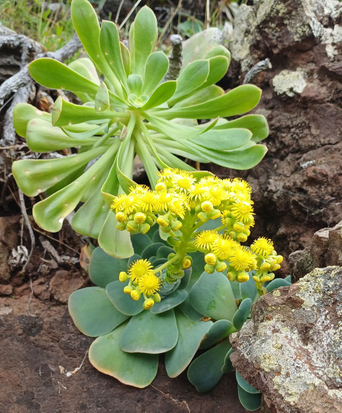Aeonium aureum, Foto vom 6.3. auf La Gomera (© Spender 55)