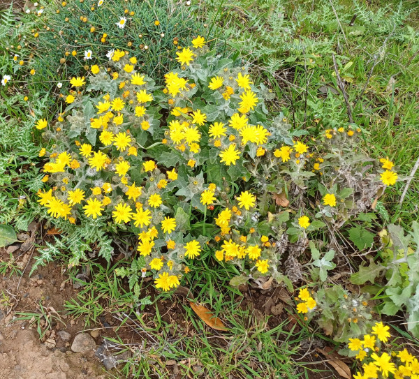 Andryala pinnatifida, Foto vom 1.3. auf La Gomera (© Spender 55)