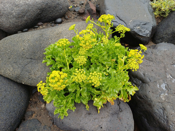 Astydamia latifolia, Foto vom 2.3. auf La Gomera (© Spender 55)