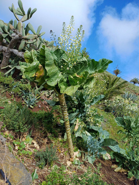 Brassica oleracea, Foto vom 7.3. (© Spender 55)