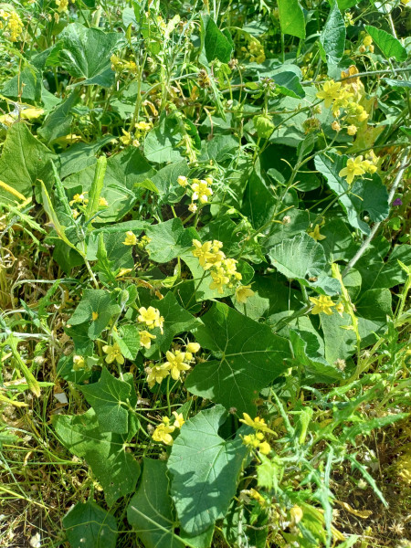 Bryonia verrucosa, Foto vom 27.2. auf La Gomera (© Spender 55)