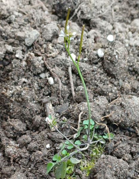Cardamine hirsuta, Foto vom 23.3. (© Spender 55)