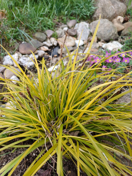 Carex oshimensis `Everillo´, Foto vom 16.3. (© Spender 55)
