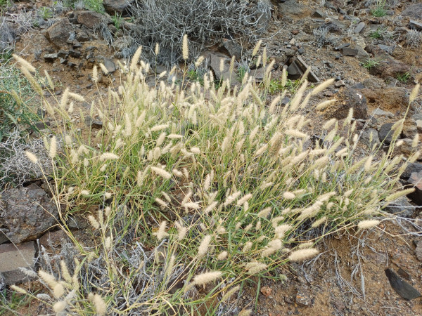 Cenchrus ciliaris, Foto vom 2.3.auf La Gomera (© Spender 55)