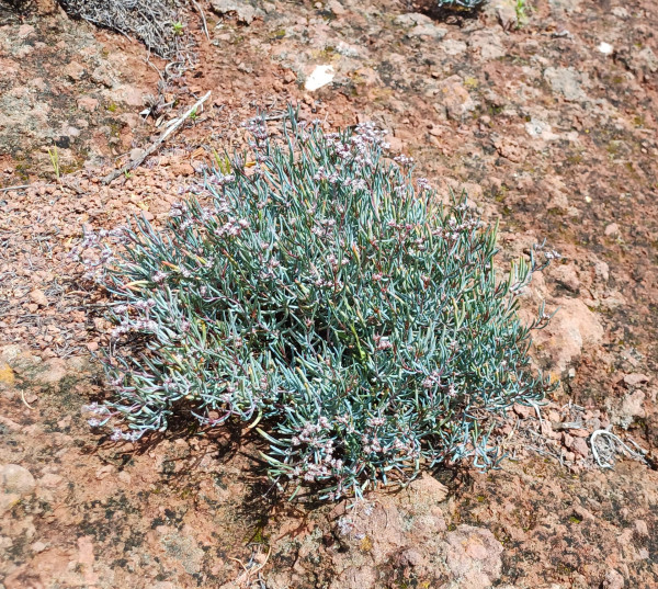 Dicheranthus plocamoides, Foto vom 5.3. auf La Gomera (© Spender 55)